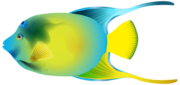 This png image - Queen Angelfish PNG Transparent Clip Art Image, is available for free download