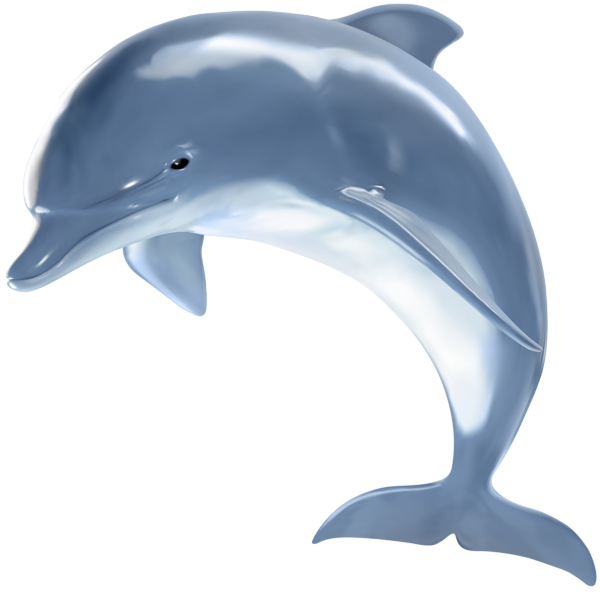 This png image - Realistic Dolphin PNG Clipart, is available for free download