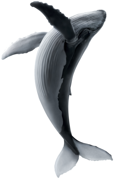 This png image - Realistic Whale PNG Clipart, is available for free download