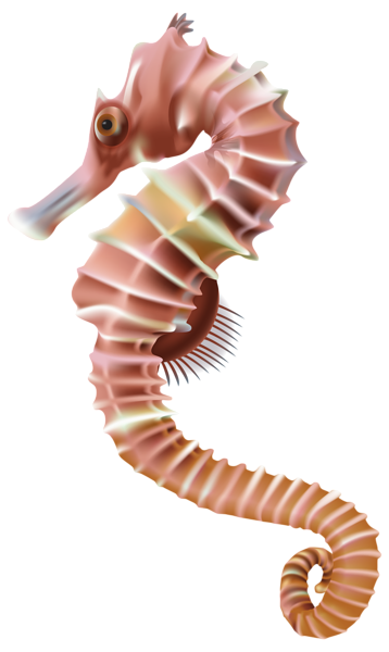 This png image - Seahorse PNG Transparent Clip Art Image, is available for free download