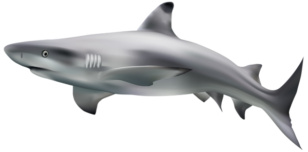 Shark Transparent Clip Art Image | Gallery Yopriceville - High-Quality ...