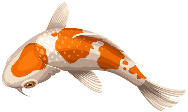 This png image - White and Orange Koi Fish Transparent Clip Art PNG Image, is available for free download