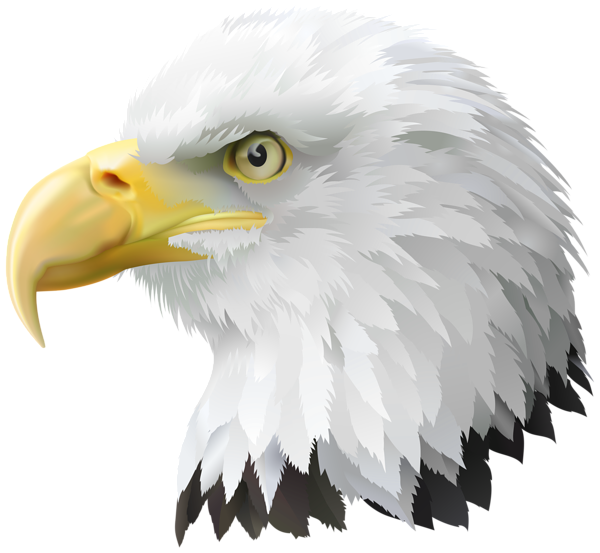 This png image - American Eagle Head Transparent PNG Clip Art Image, is available for free download