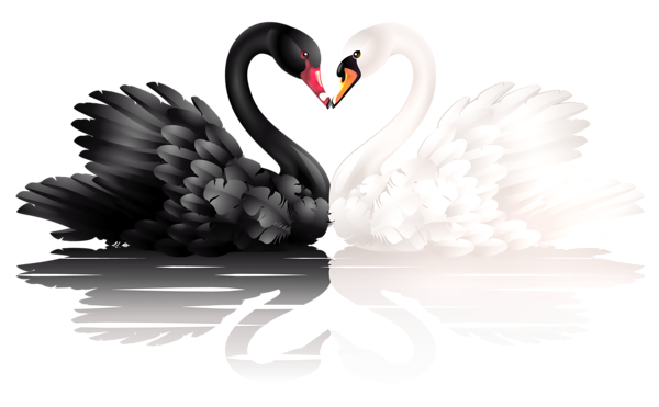 This png image - White and Black Swans with Heart Shape PNG Clipart, is available for free download