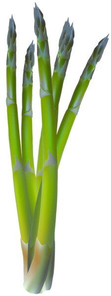 This png image - Asparagus Transparent PNG Clip Art Image, is available for free download