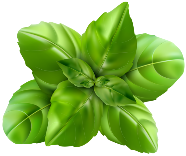 This png image - Basil PNG Clip Art Image, is available for free download
