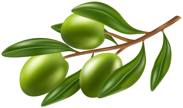 This png image - Branch with Olives PNG Clipart Image, is available for free download