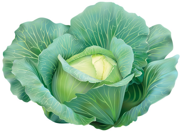 This png image - Cabbage Clipart Image, is available for free download