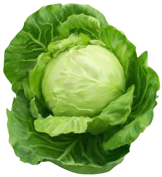 This png image - Cabbage Clipart Picture, is available for free download