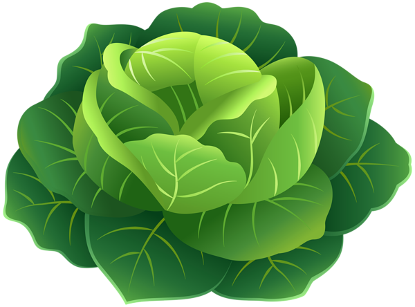 This png image - Cabbage PNG Clip Art Image, is available for free download
