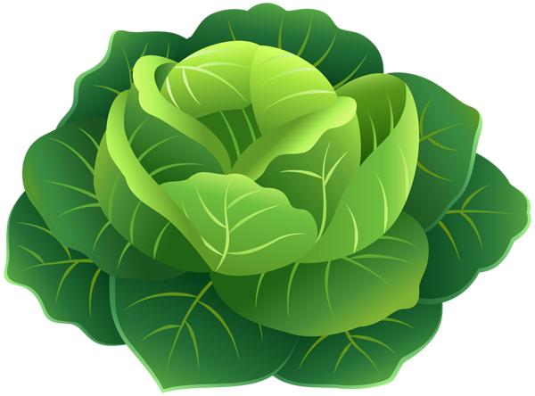 cabbage cartoon png