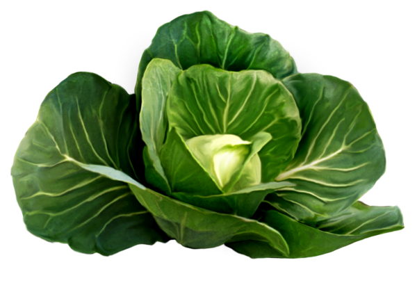 This png image - Cabbage Picture Clipart, is available for free download