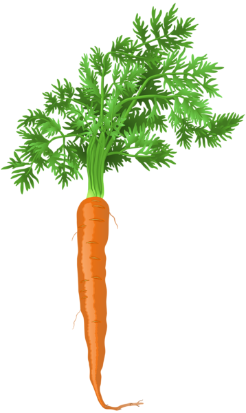 This png image - Carrot PNG Clip Art, is available for free download