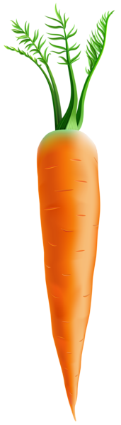 Carrot PNG Clip Art Image | Gallery Yopriceville - High-Quality Free ...