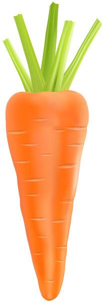 Carrot Transparent PNG Clip Art Image | Gallery Yopriceville - High ...