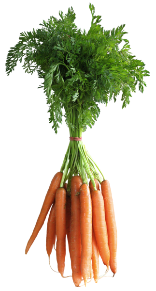 Carrots PNG Clipart Picture | Gallery Yopriceville - High ...