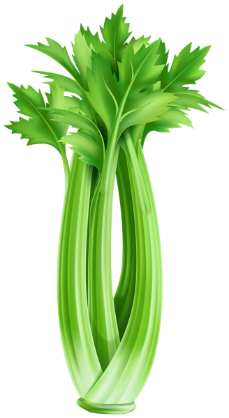 Celery PNG Clipart | Gallery Yopriceville - High-Quality Images and