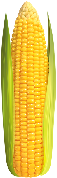 This png image - Corn Clip Art Image, is available for free download