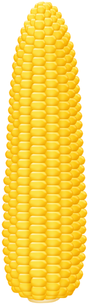 This png image - Corn PNG Clipart, is available for free download