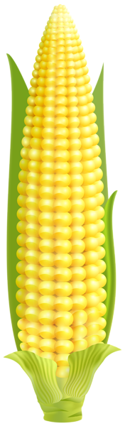 This png image - Corn PNG Clipart, is available for free download