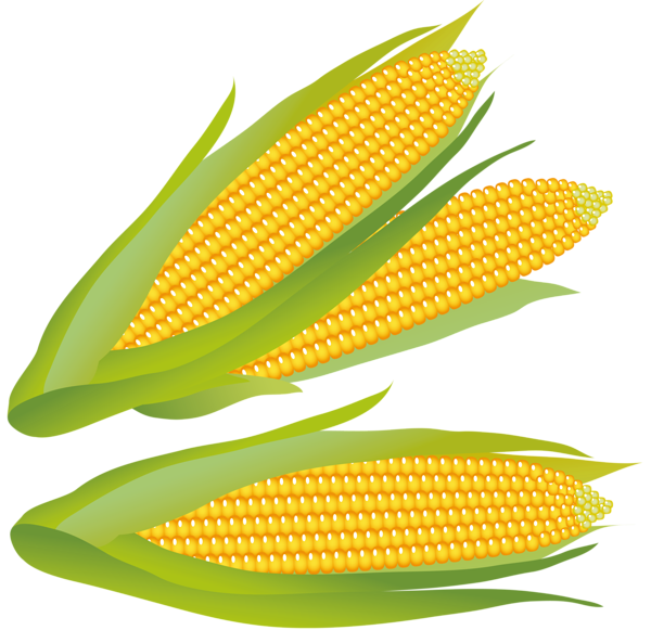 Corn PNG Clipart | Gallery Yopriceville - High-Quality Free Images and ...