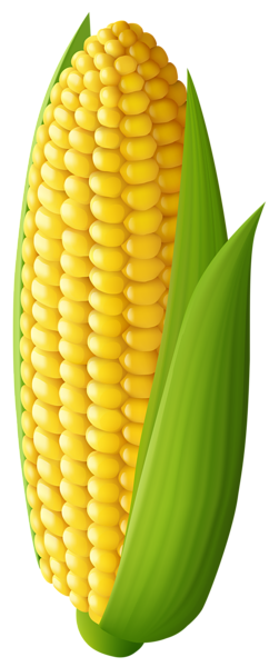 This png image - Corn Transparent PNG Clip Art Image, is available for free download