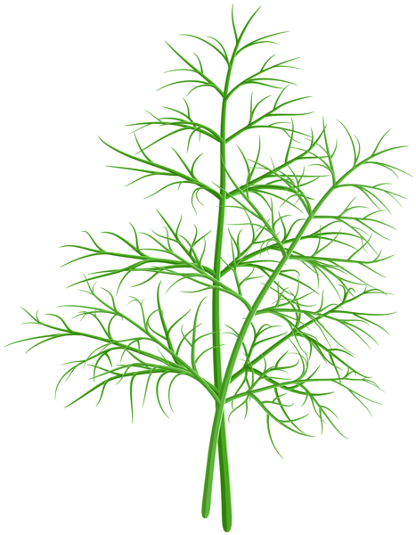 This png image - Dill PNG Clip Art, is available for free download