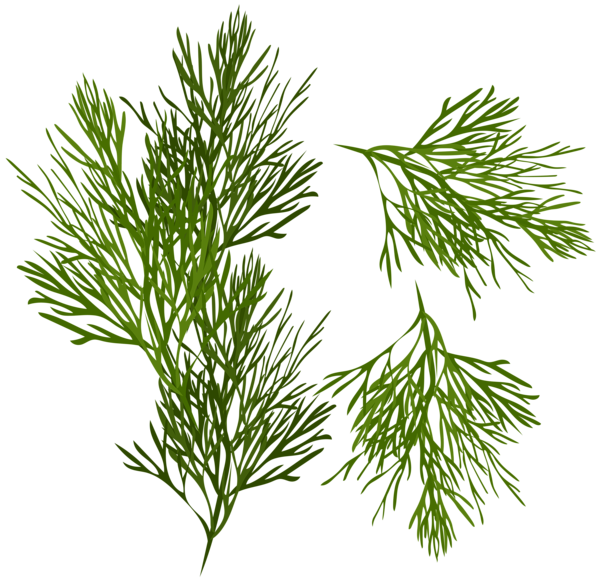 This png image - Dill PNG Clip Art Image, is available for free download