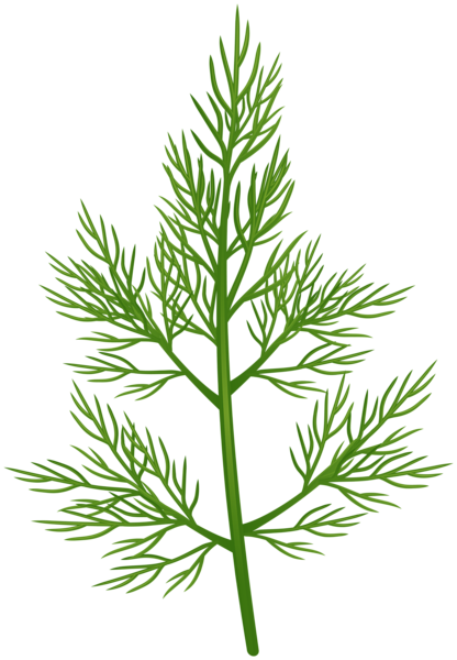 This png image - Dill PNG Clipart, is available for free download
