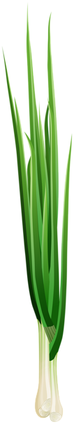 This png image - Fresh Onions PNG Clip Art Image, is available for free download