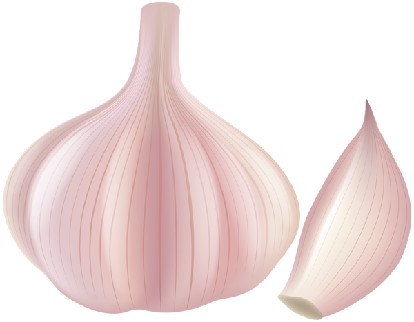 This png image - Garlic PNG Clip Art, is available for free download