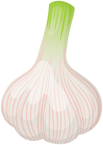This png image - Garlic PNG Clipart, is available for free download