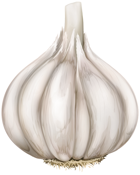 This png image - Garlic PNG Transparent Clipart, is available for free download