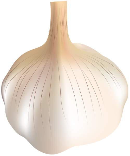 This png image - Garlic Transparent PNG Clip Art, is available for free download