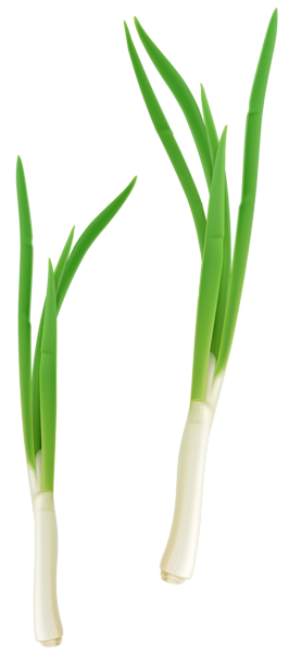 This png image - Green Fresh Onion PNG Clipart, is available for free download