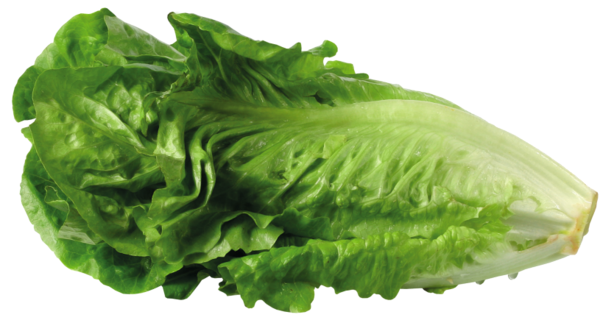 This png image - Green Lettuce PNG Picture, is available for free download