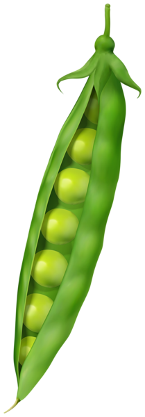 This png image - Green Pea PNG Clipart, is available for free download