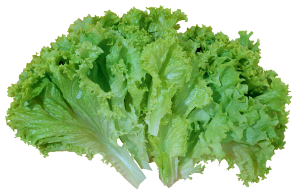 This png image - Green Salad Lettuce PNG Picture, is available for free download