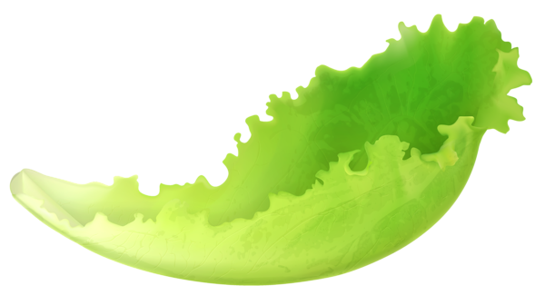 This png image - Leaf Lettuce PNG Clipart, is available for free download
