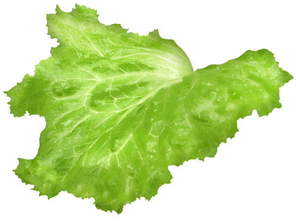 This png image - Lettuce Leaf PNG Clipart Image, is available for free download