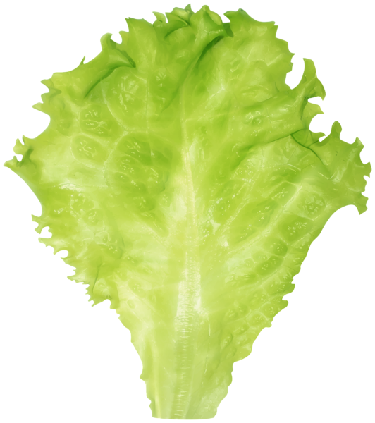 This png image - Lettuce PNG Clipart Image, is available for free download