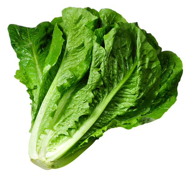 This png image - Lettuce PNG Picture, is available for free download