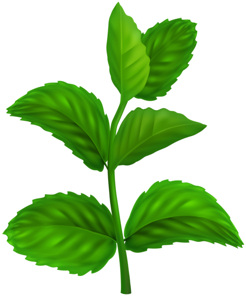 This png image - Mint Spice Plant PNG Clipart, is available for free download