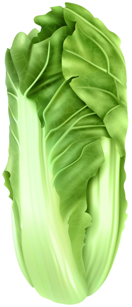 This png image - Napa Cabbage Clip Art Image, is available for free download