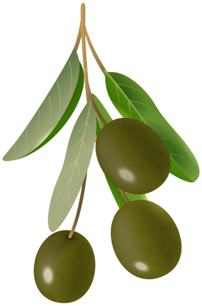 This png image - Olive Branch Green PNG Transparent Clipart, is available for free download