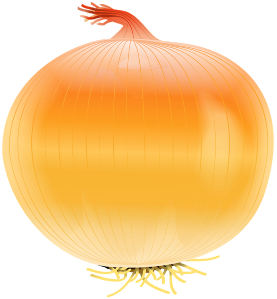 Onion Free PNG Clip Art Image | Gallery Yopriceville - High-Quality