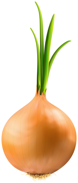 This png image - Onion PNG Clipart Image, is available for free download