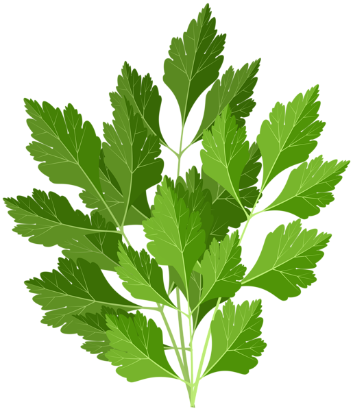 This png image - Parsley PNG Clip Art Image, is available for free download