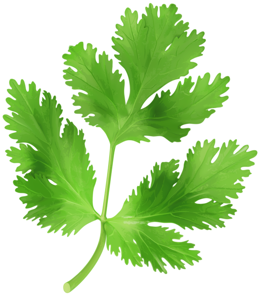 This png image - Parsley Transparent PNG Clip Art Image, is available for free download
