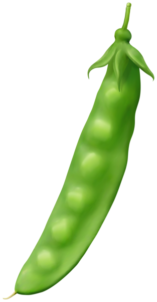 This png image - Pea PNG Clipart, is available for free download